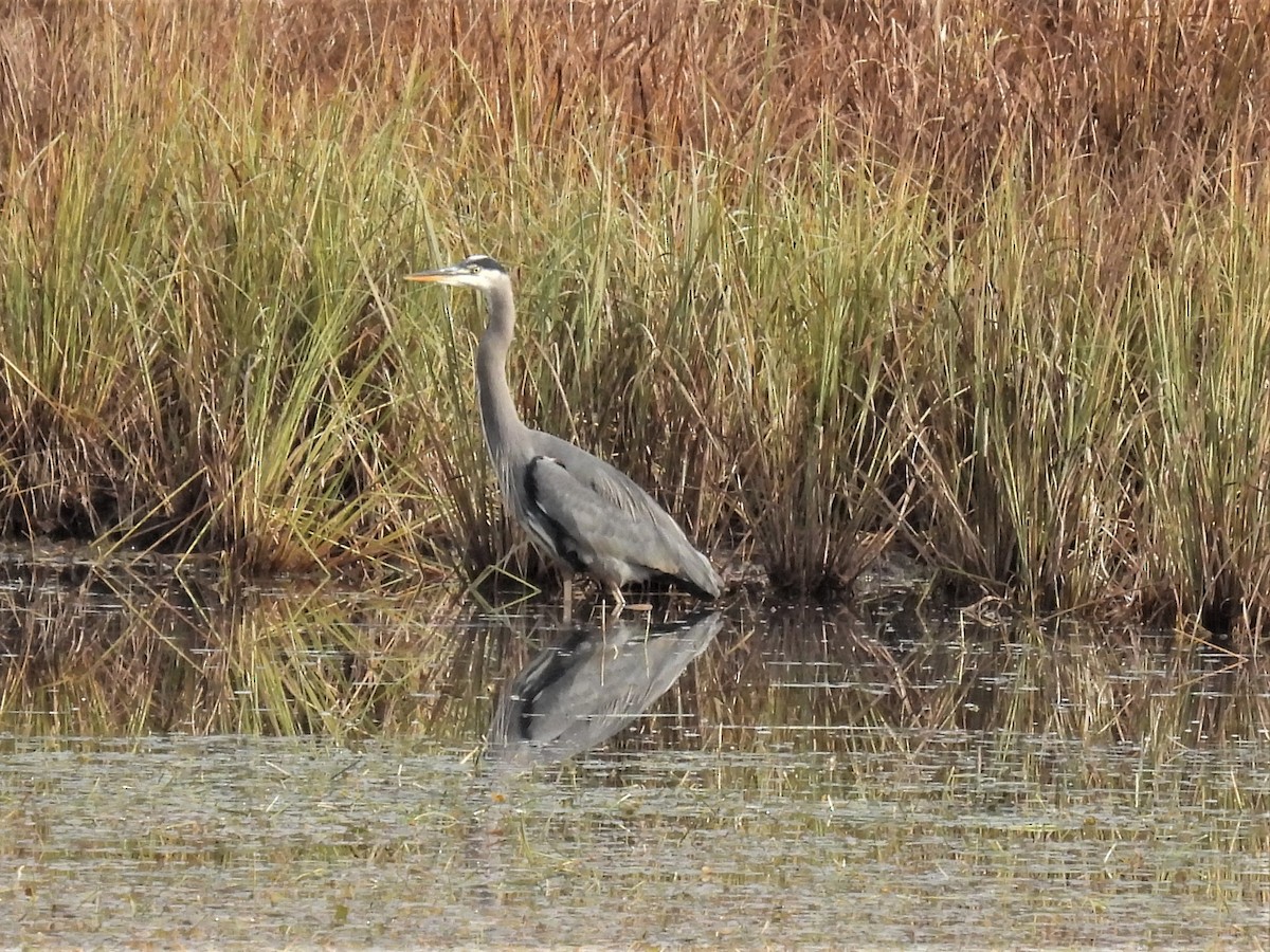 Great Blue Heron - ML382423551