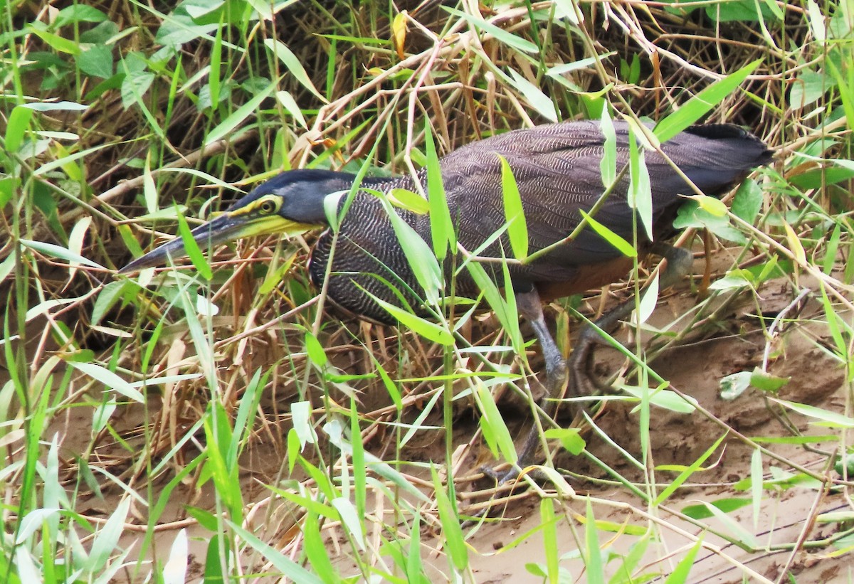 Bare-throated Tiger-Heron - Rick Jacobsen