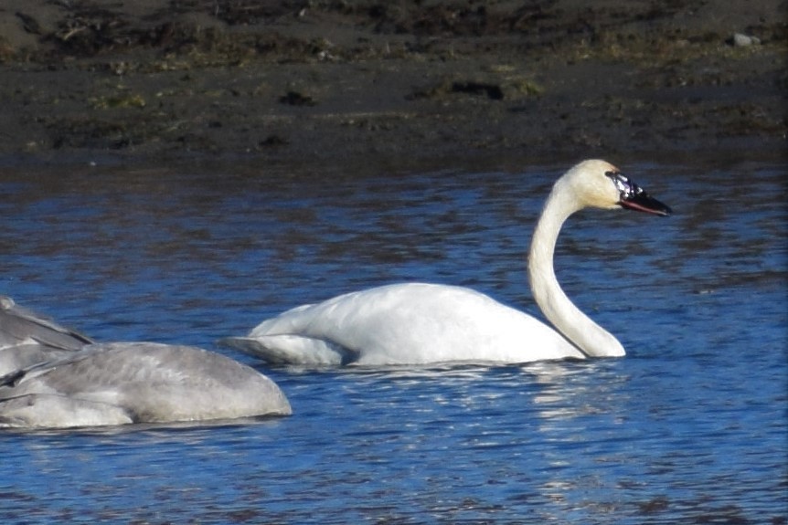 Trumpeter Swan - ML382424291