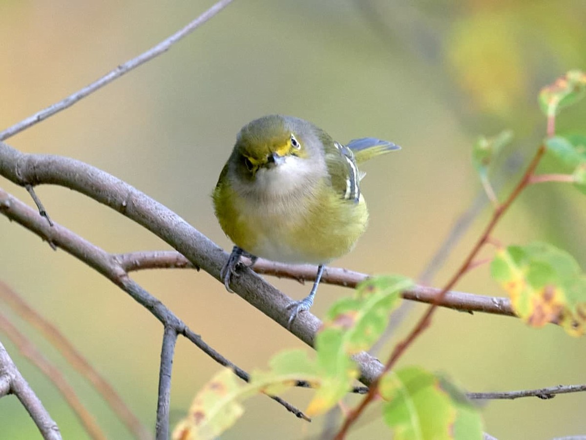 Ak Gözlü Vireo - ML382425291