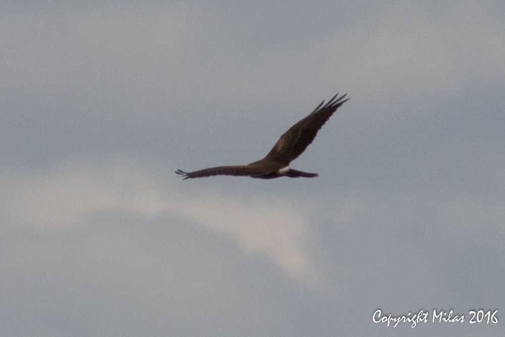 Pallid Harrier - ML38242591