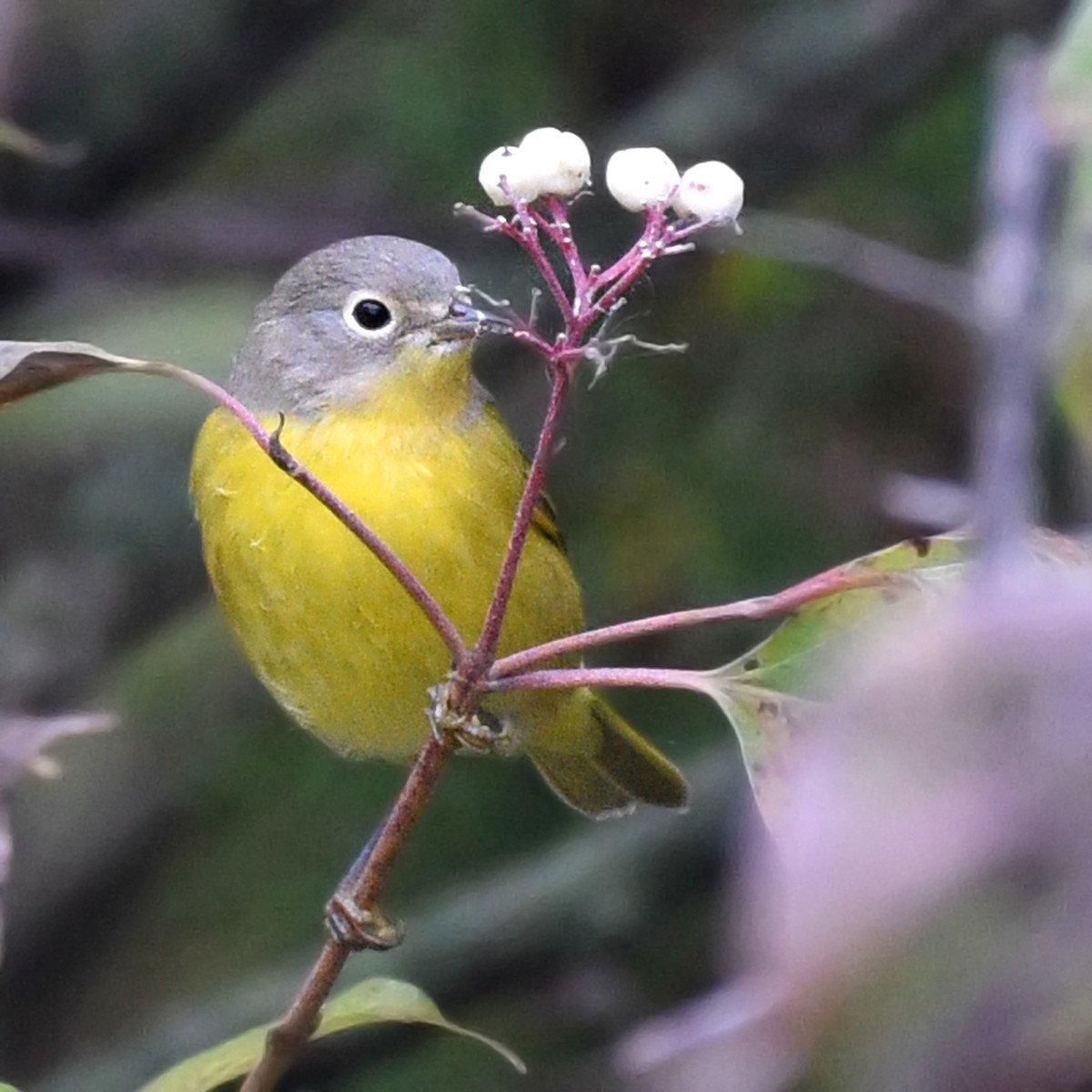 Nashville Warbler - ML382426581