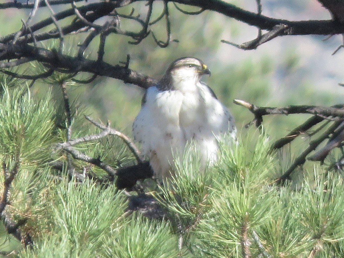 Ferruginous Hawk - ML382427001