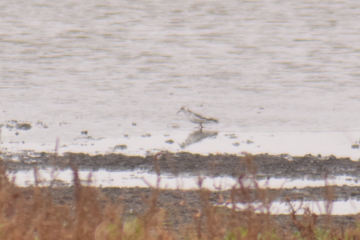 Red Phalarope - ML382427251