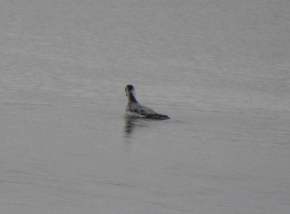 Phalarope à bec large - ML382427391