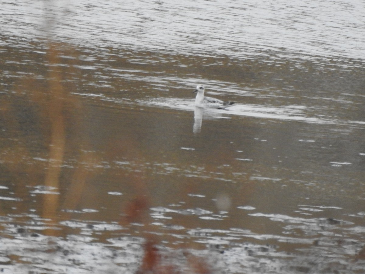 Red Phalarope - ML382427401