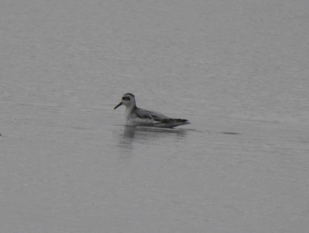 Phalarope à bec large - ML382427421