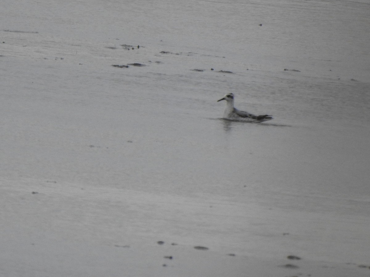 Red Phalarope - ML382427491