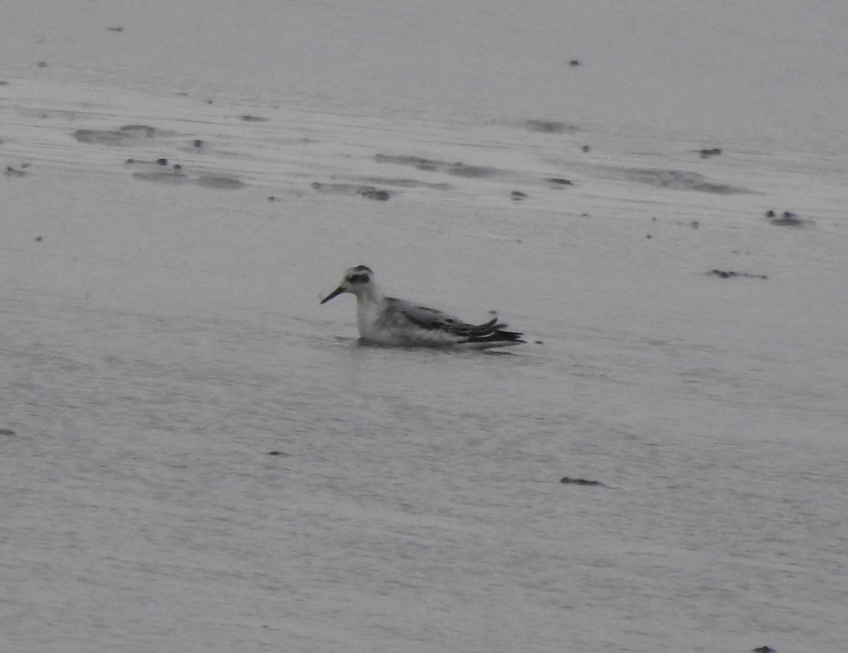 Phalarope à bec large - ML382427521