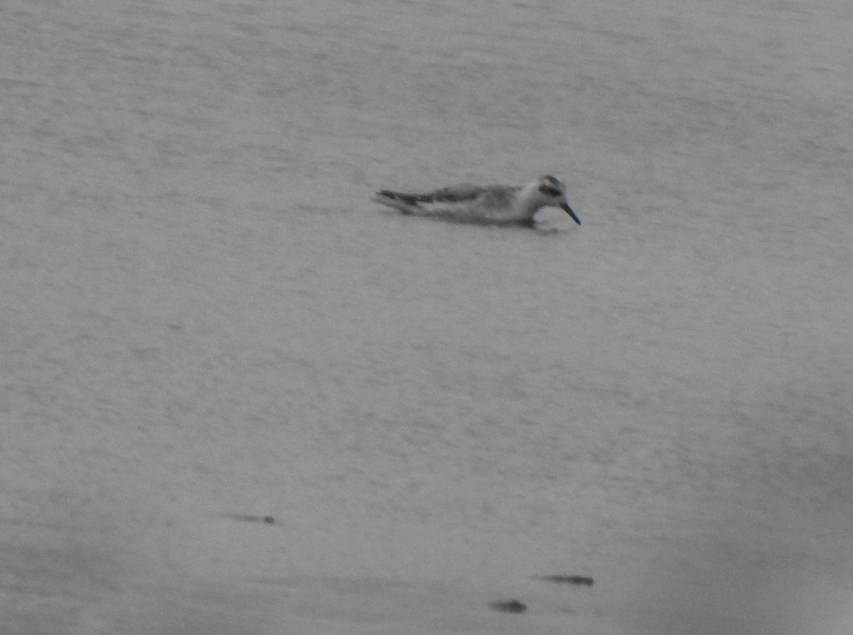 Phalarope à bec large - ML382427551