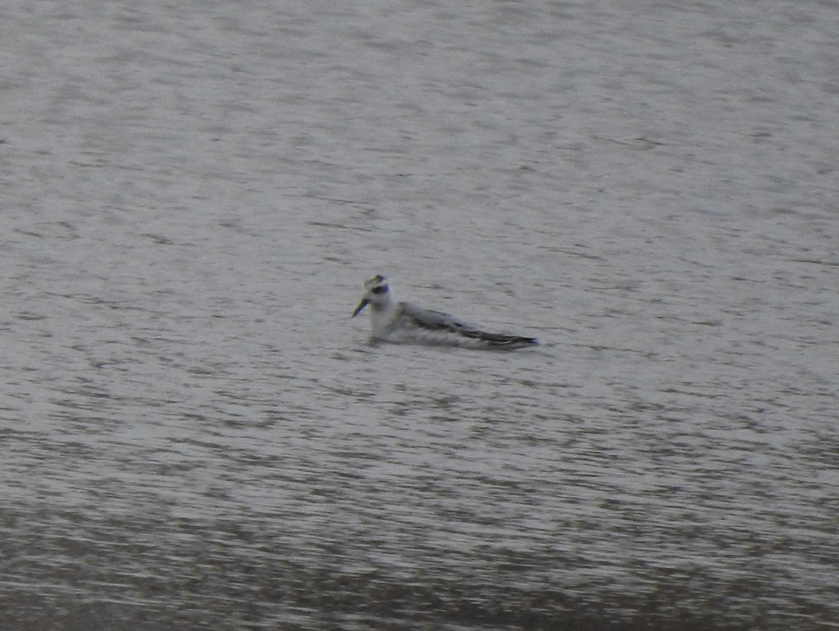 Phalarope à bec large - ML382427601