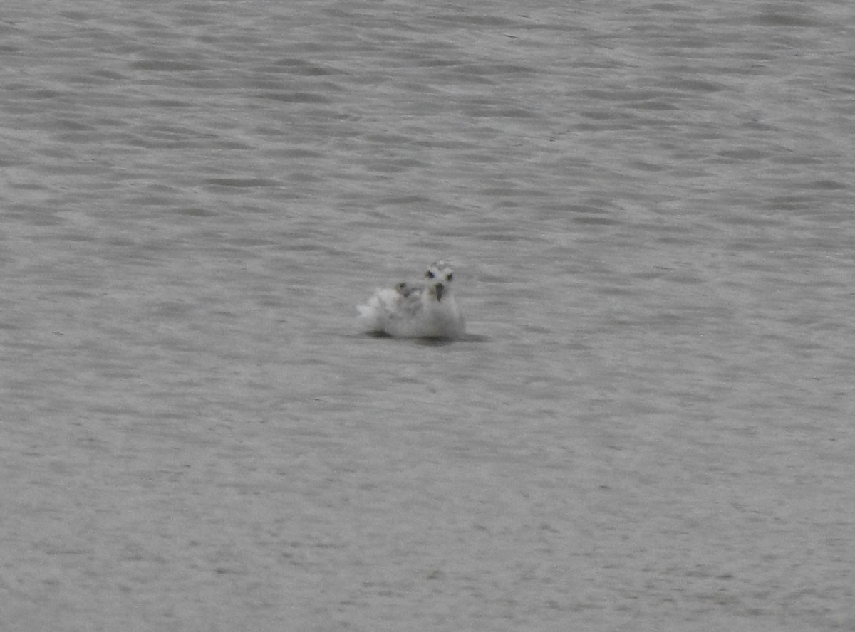 Phalarope à bec large - ML382427611