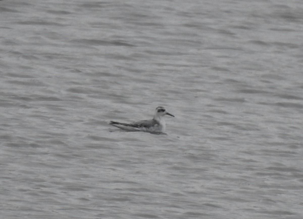 Red Phalarope - Matthew Thompson