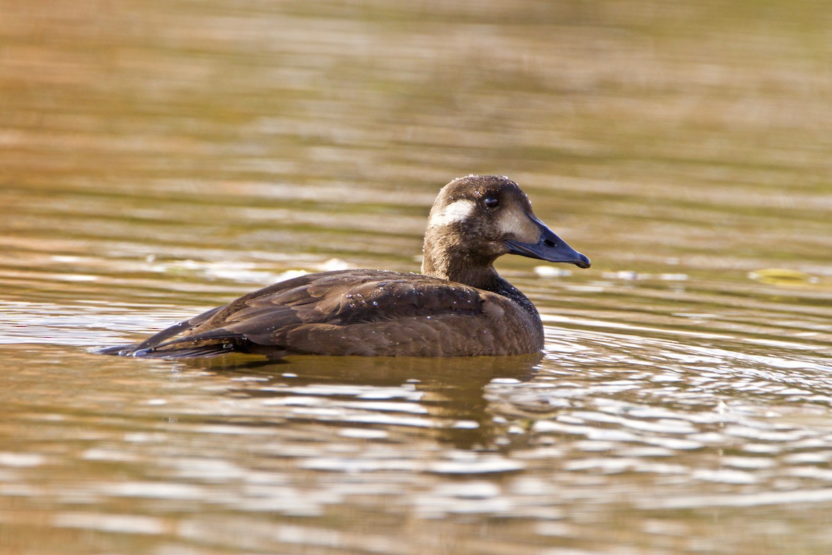 White-winged Scoter - ML382428071