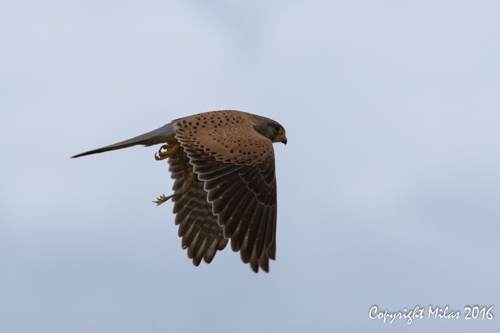 Eurasian Kestrel - ML38242821