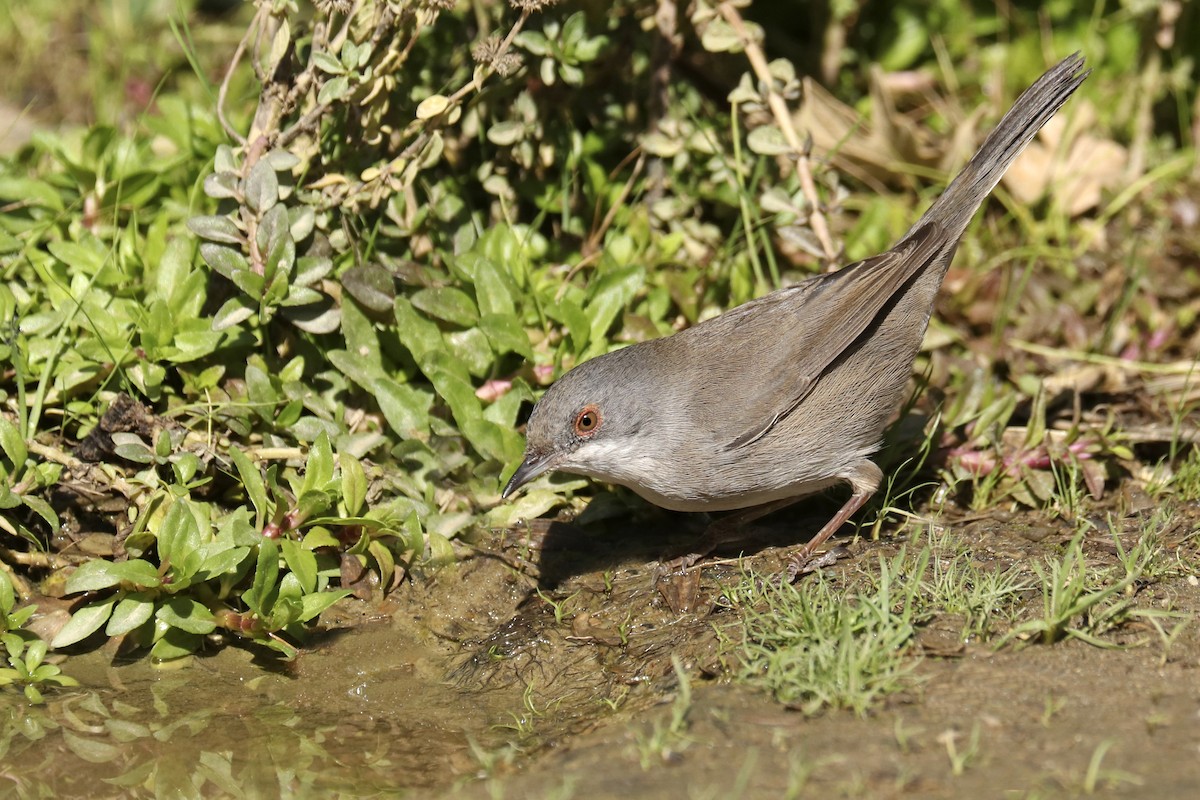 Sardinian Warbler - ML382429011