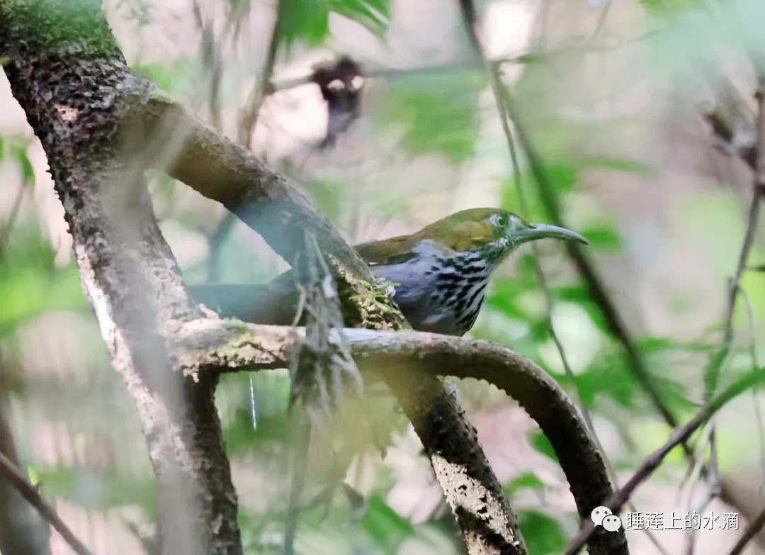 Gray-sided Scimitar-Babbler - Bluestar James