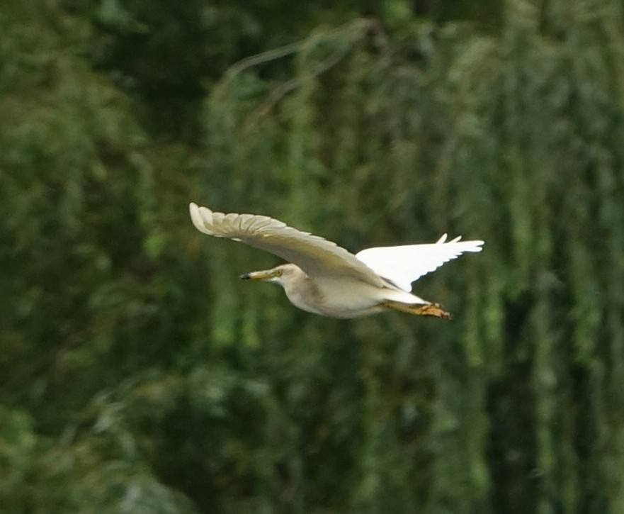 Indian Pond-Heron - ML382430401