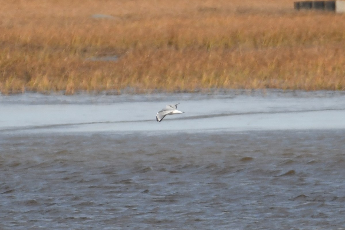 Bonaparte's Gull - ML382430421