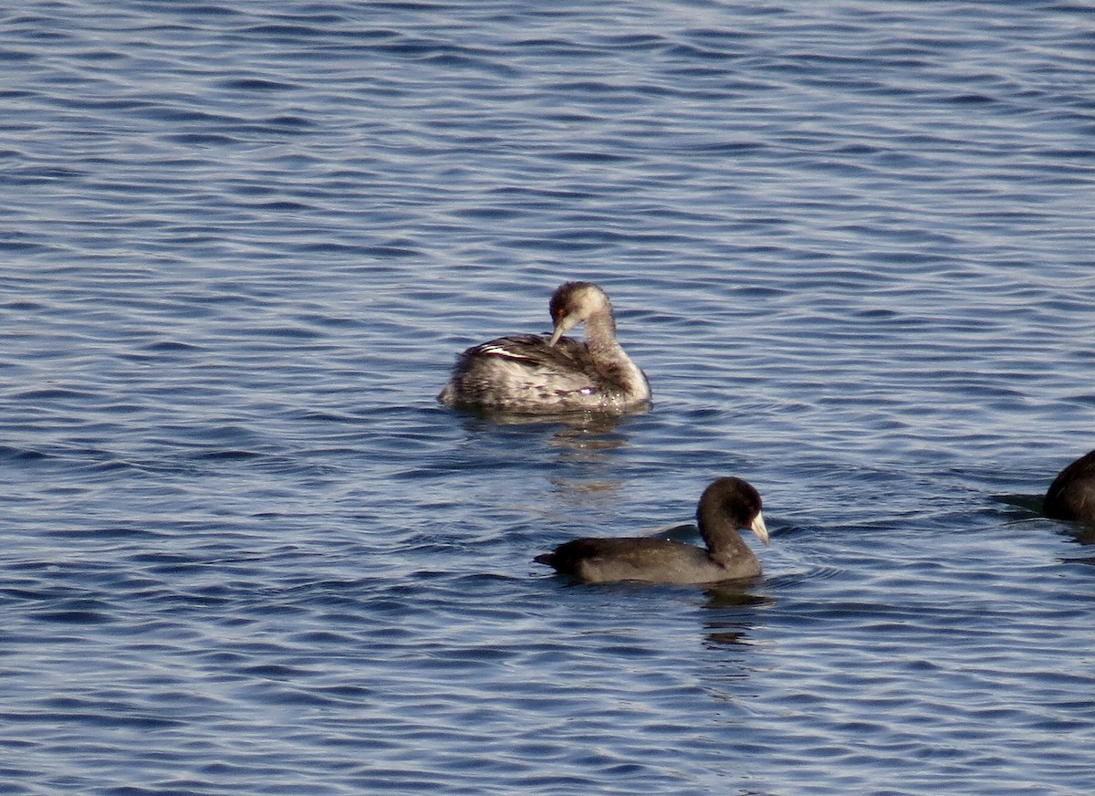 Eared Grebe - ML382430881