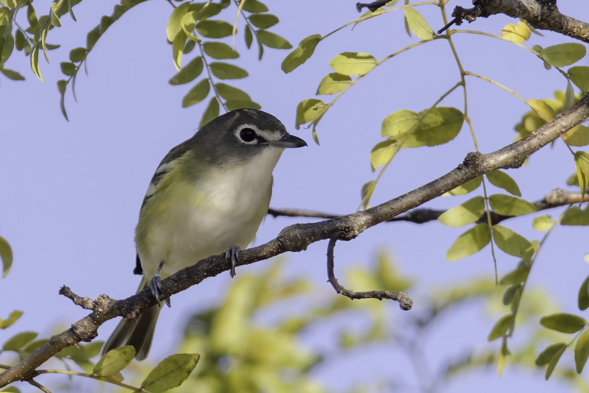 Blue-headed Vireo - ML382430991