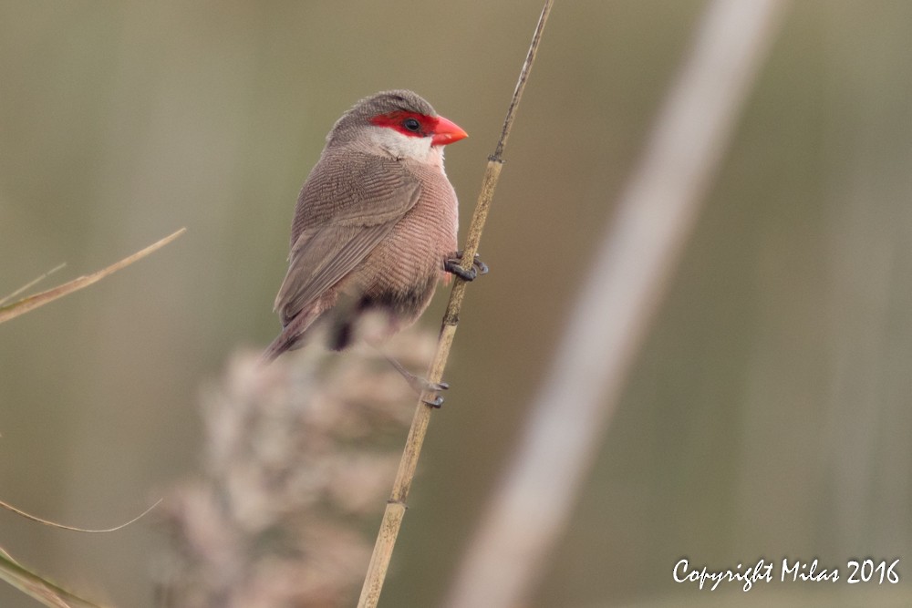 Common Waxbill - ML38243111