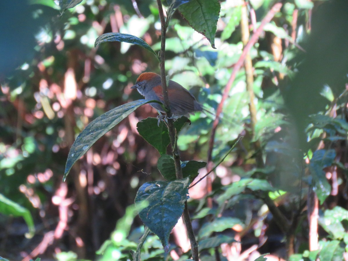 Azara's Spinetail - ML382431331