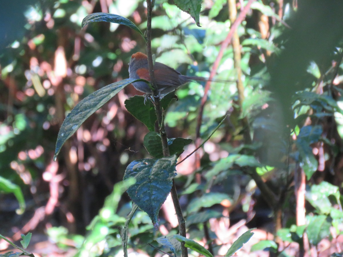 Azara's Spinetail - ML382431341