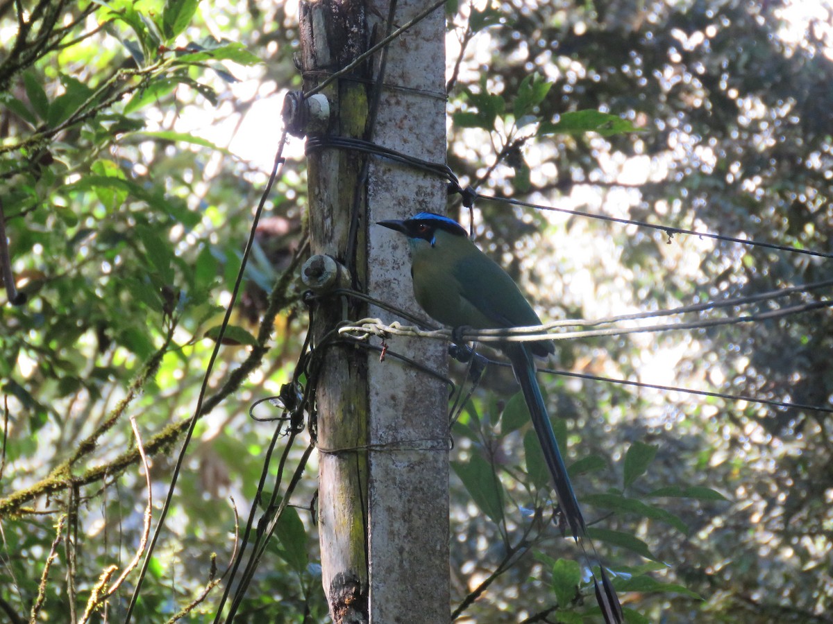 Andean Motmot - ML382431911