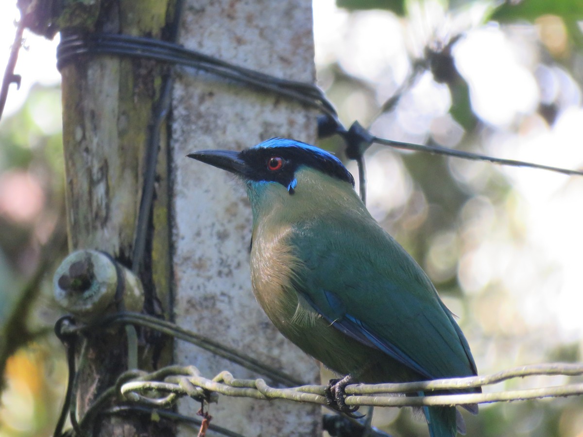 Andean Motmot - ML382431951