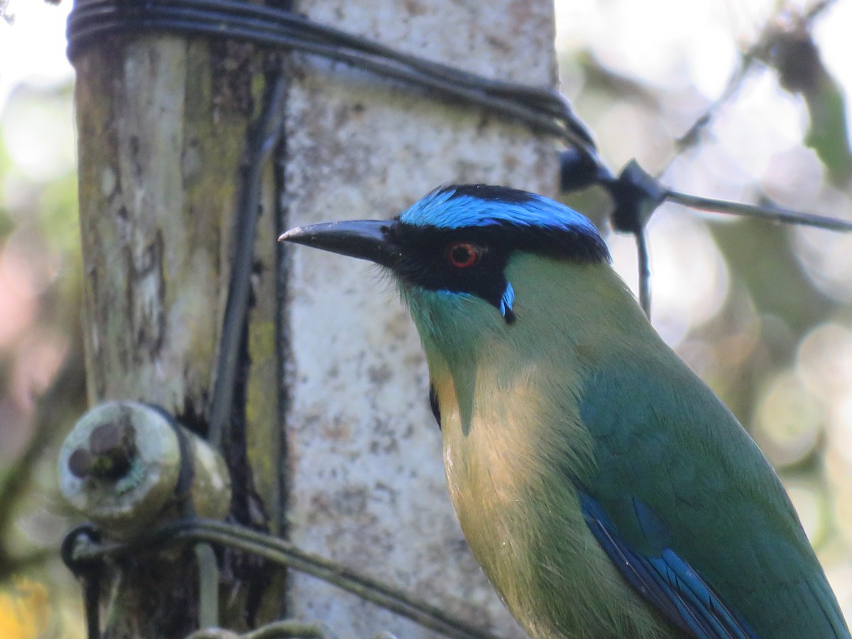 Andean Motmot - ML382431981