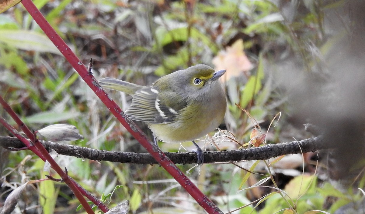 Ak Gözlü Vireo - ML382432451