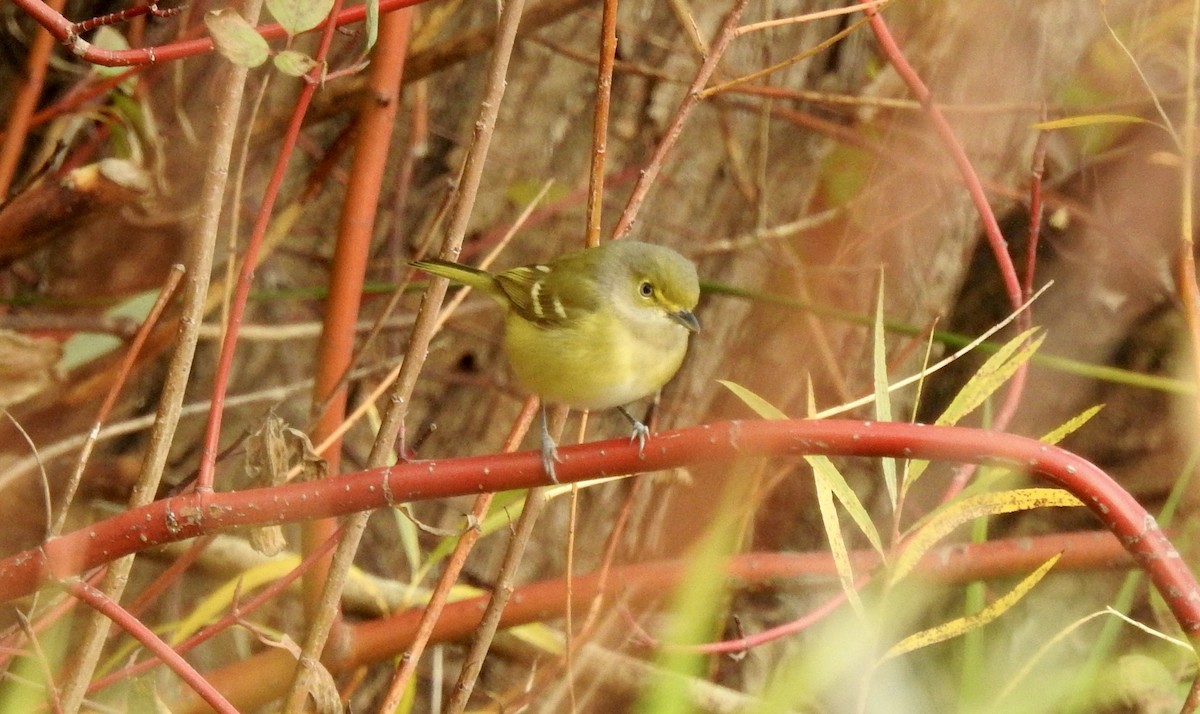 Ak Gözlü Vireo - ML382432461