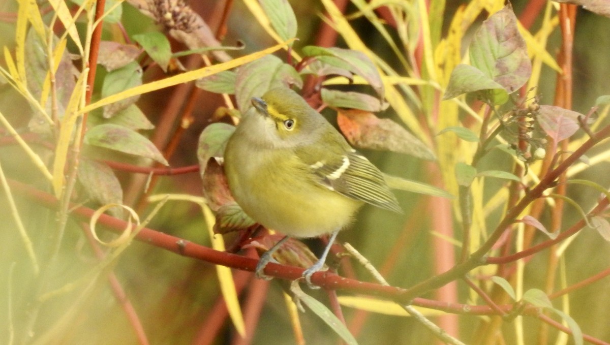 Ak Gözlü Vireo - ML382432481