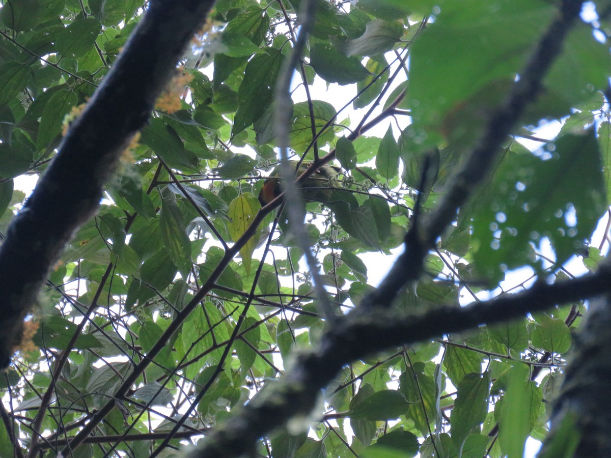 Masked Fruiteater - ML382433681