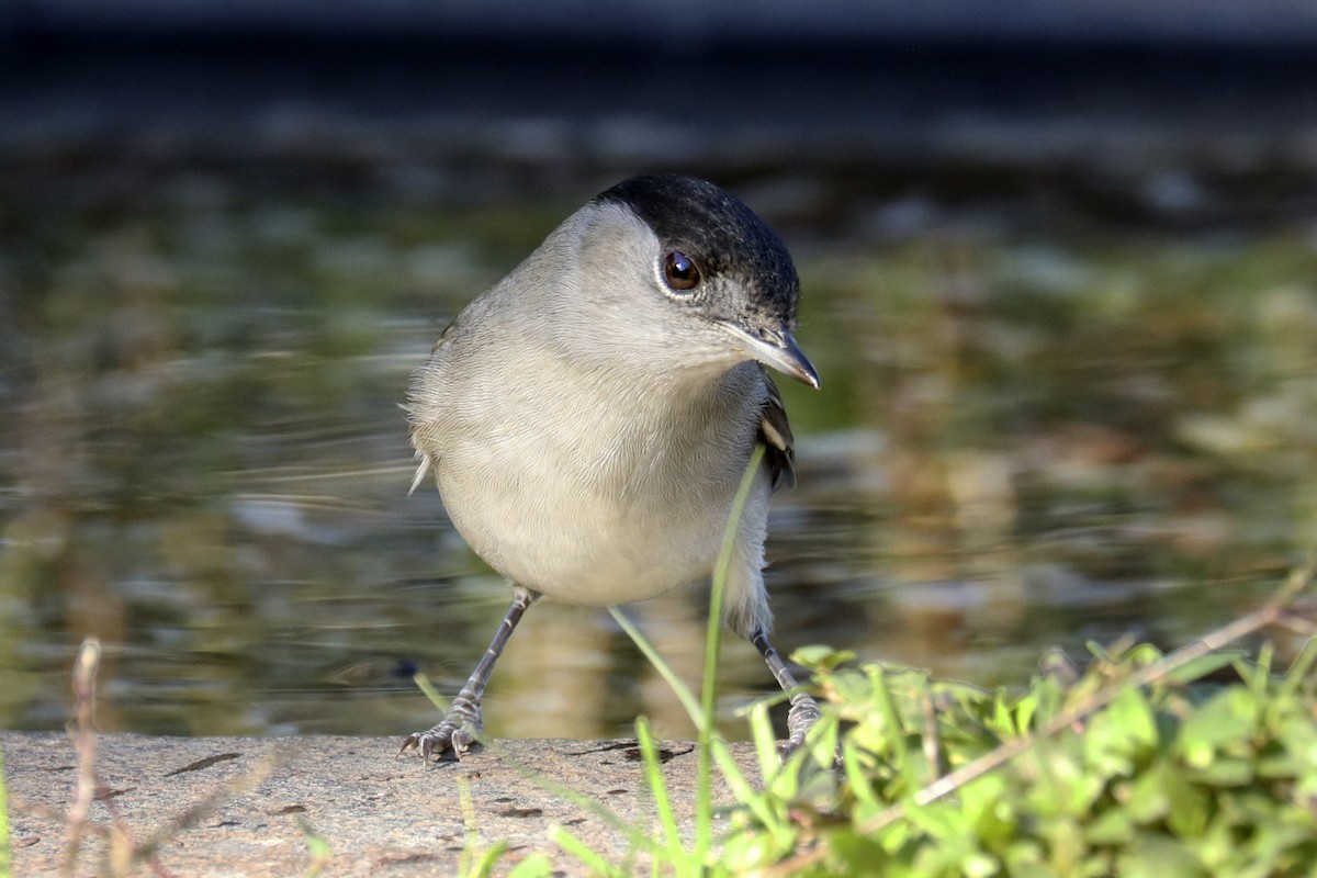 Eurasian Blackcap - ML382433911