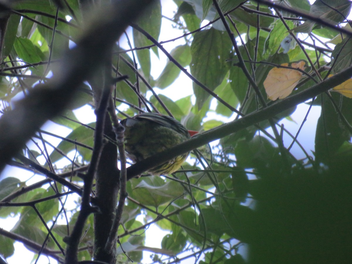 Masked Fruiteater - ML382433941