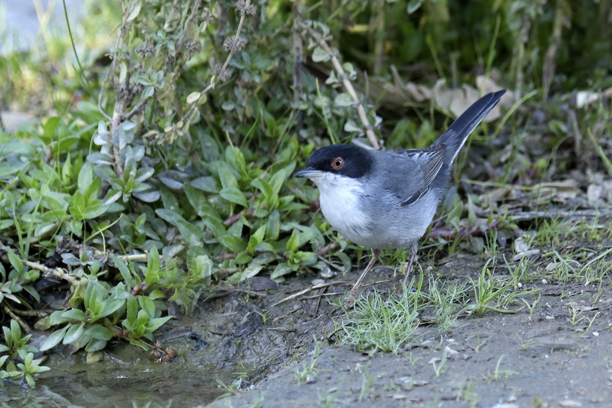 Sardinian Warbler - ML382434071