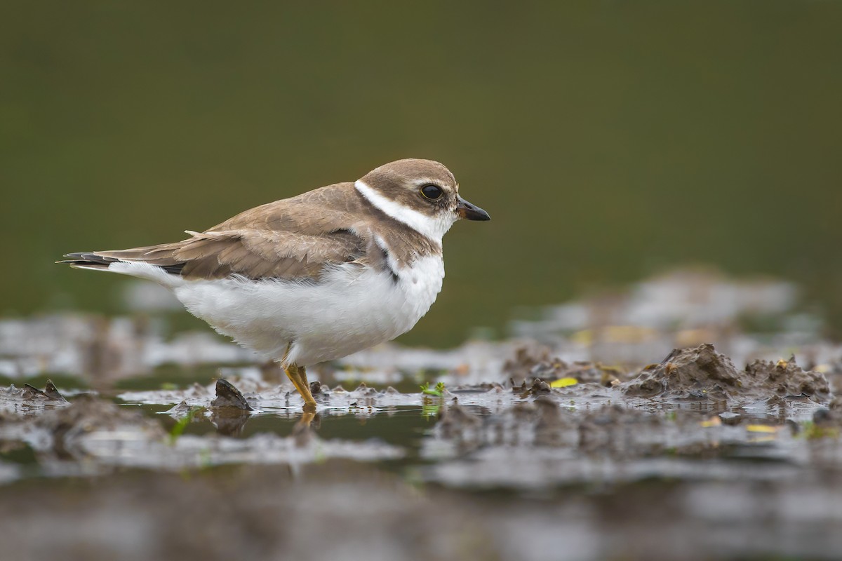 Semipalmated Plover - ML382434151