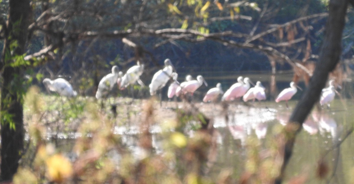 Wood Stork - ML38243421