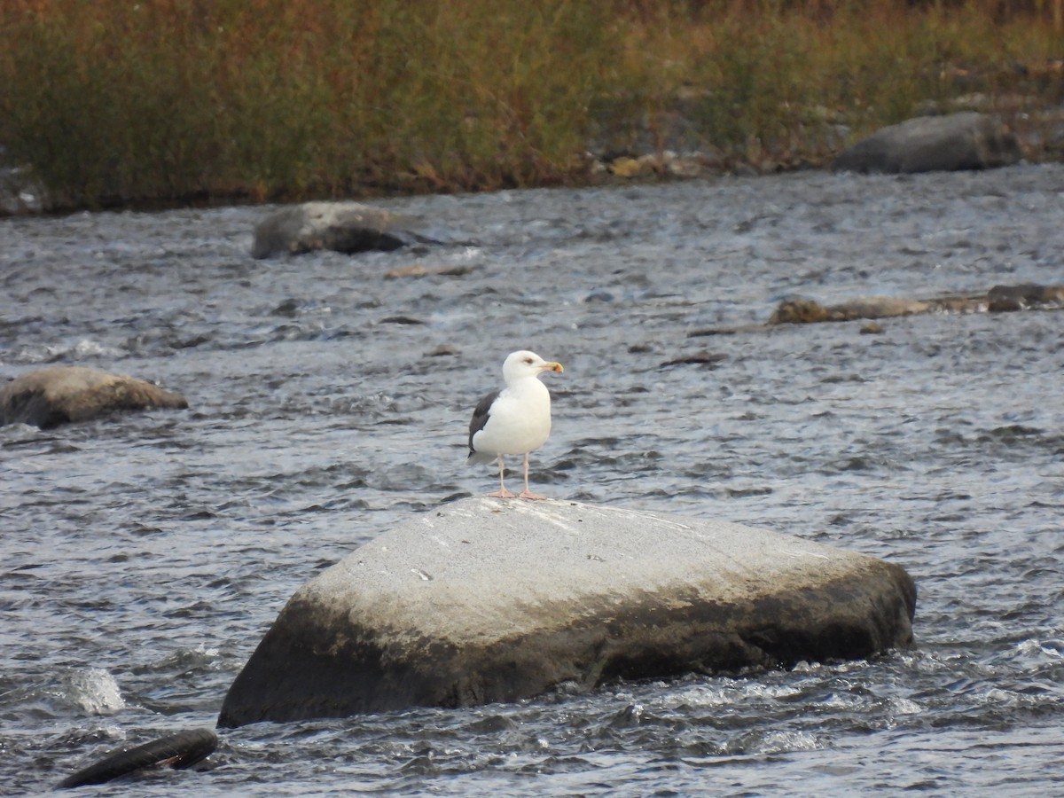 Great Black-backed Gull - ML382434541