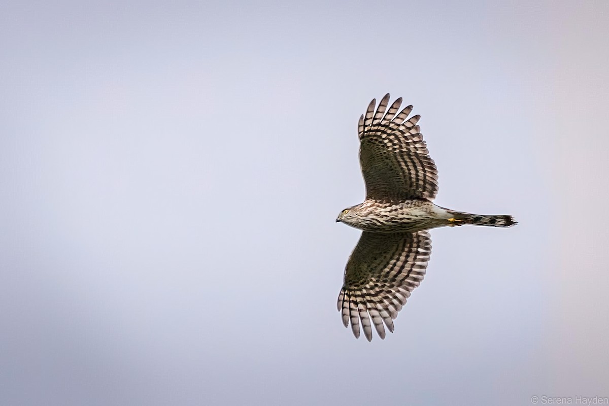 Sharp-shinned Hawk - ML382435071