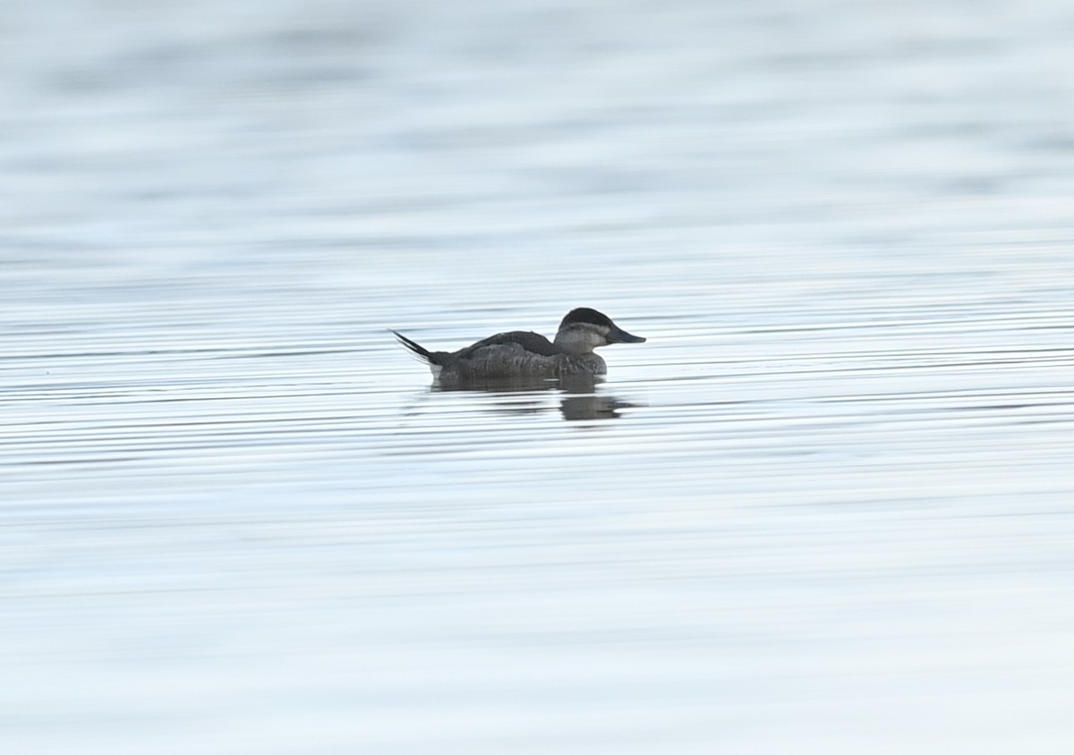 Ruddy Duck - ML382435931