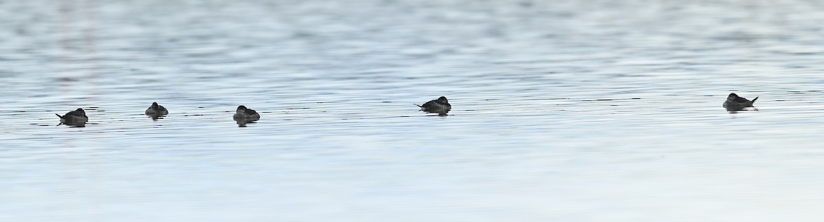 Ruddy Duck - ML382435941
