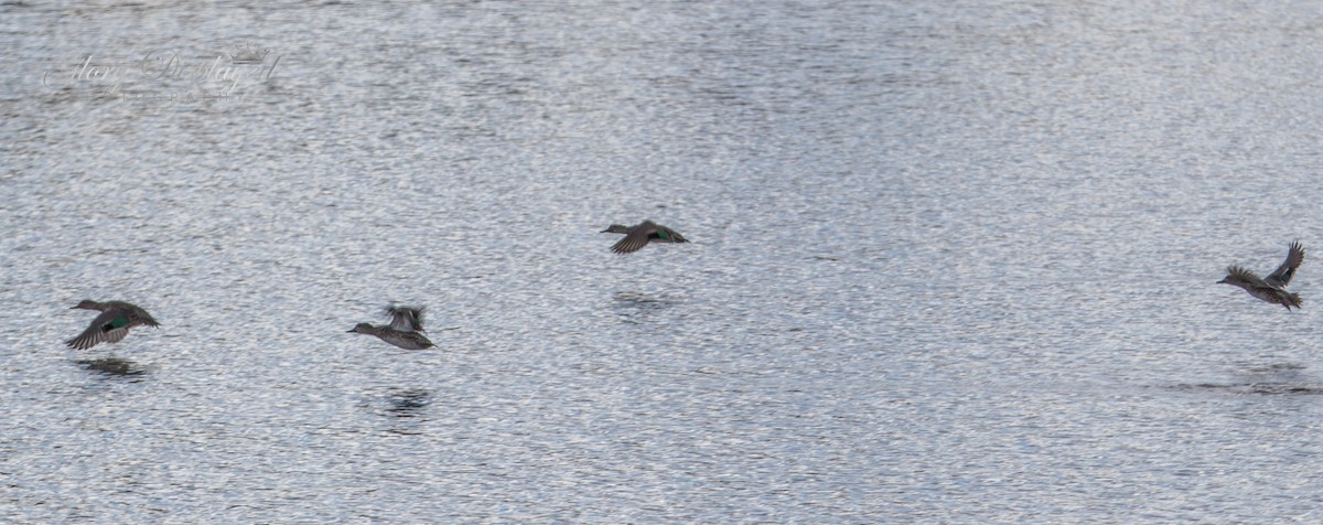 Green-winged Teal - ML382436881