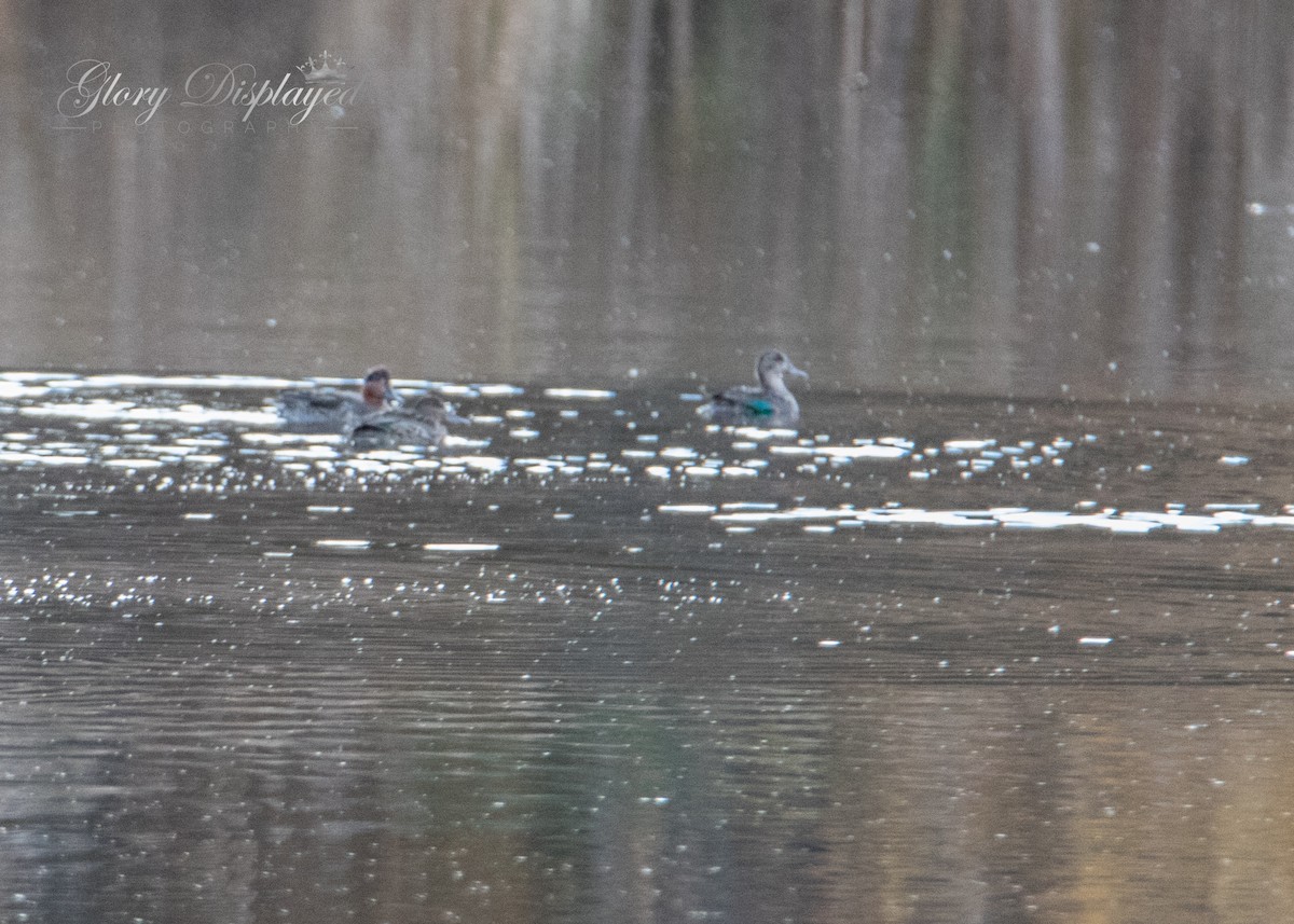 Green-winged Teal - ML382436921