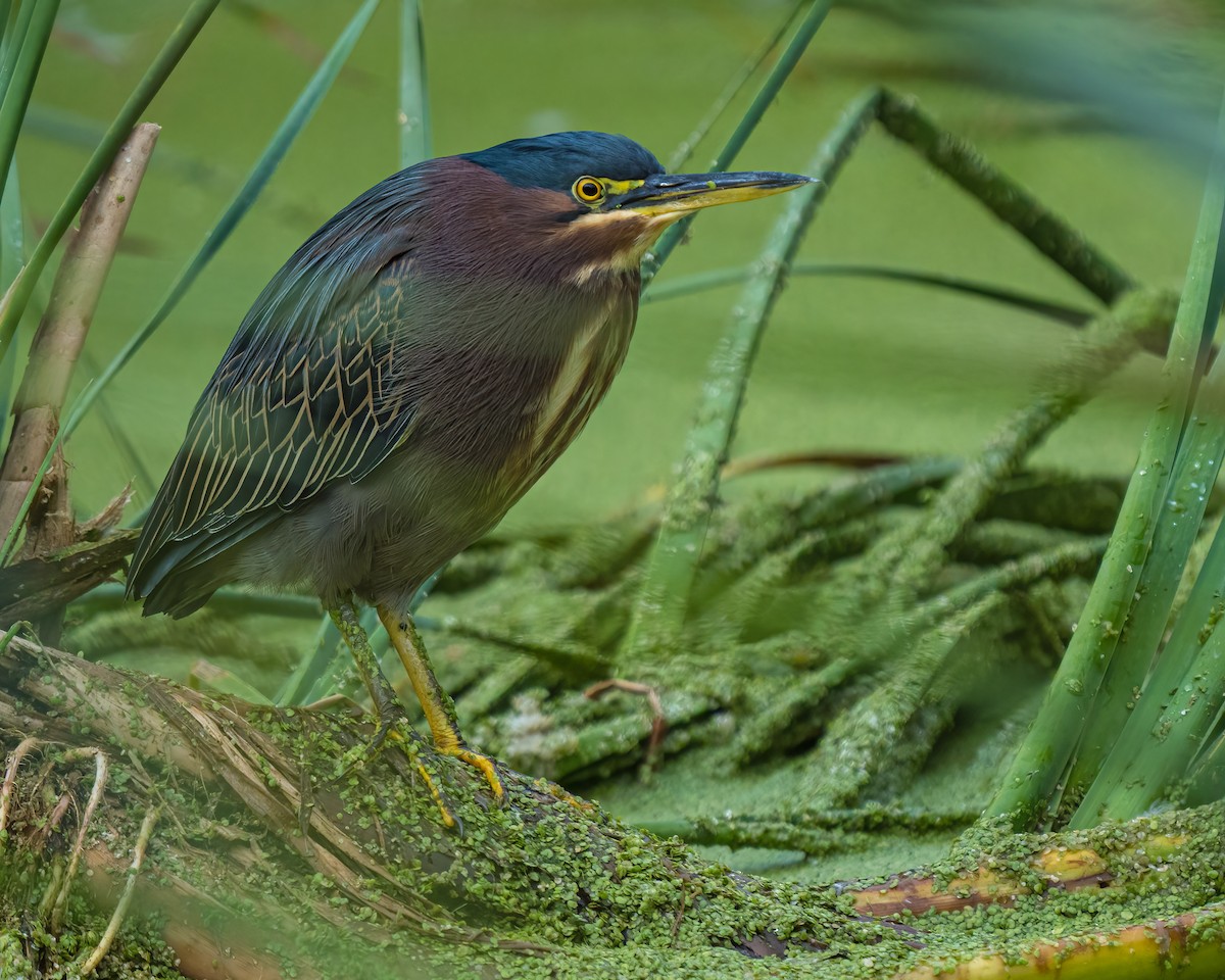 Green Heron - Jhoneil Centeno