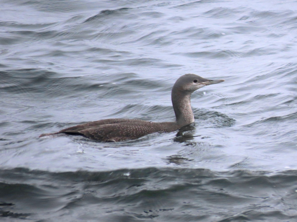 Red-throated Loon - ML382437471