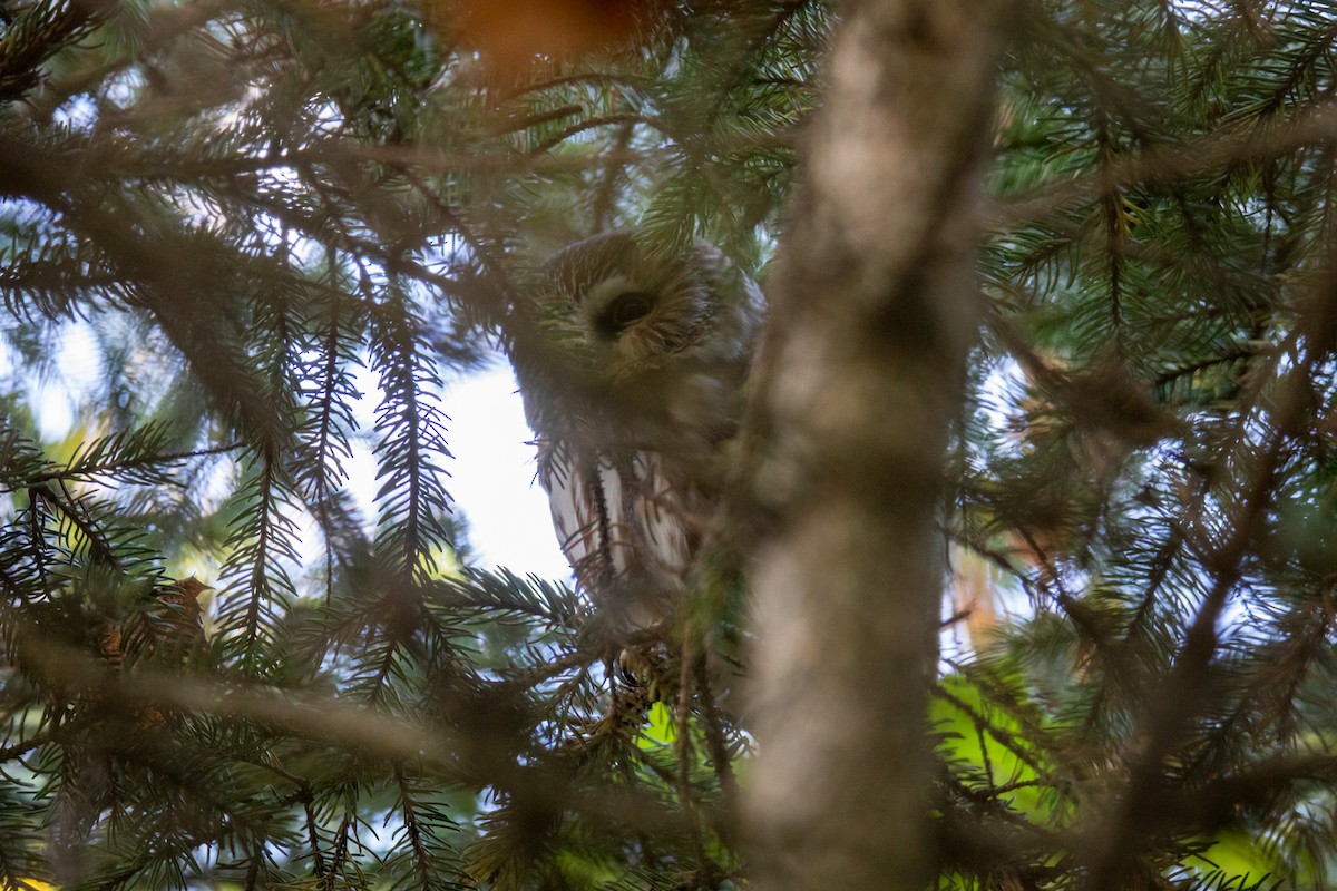 Northern Saw-whet Owl - ML382443011