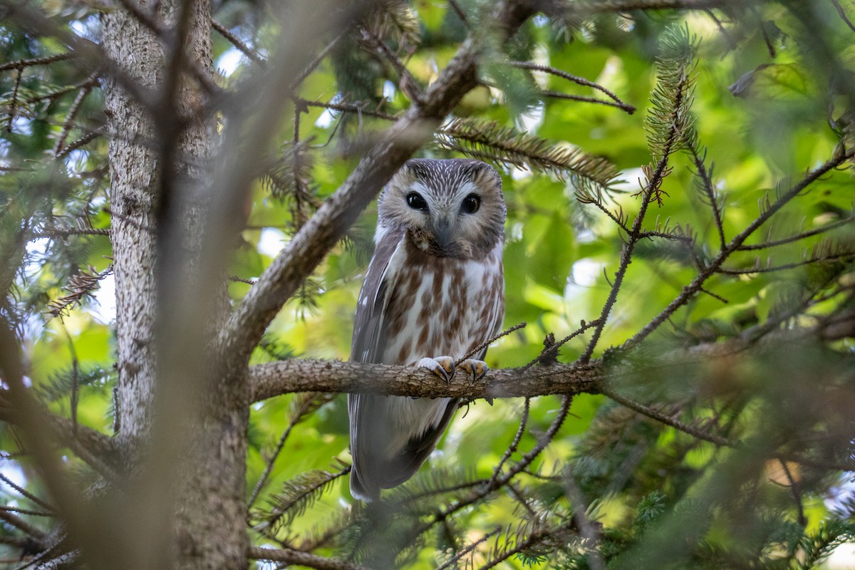 Northern Saw-whet Owl - ML382443021